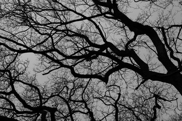 dunkle Silhouetten knorriger Bäume am dunklen Winterhimmel