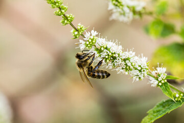 bee on a flower © BUDZiK
