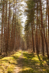 path in the pine forest