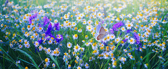 Beautiful field meadow flowers chamomile and violet wild bells and  butterfly in summer morning in green grass on nature.