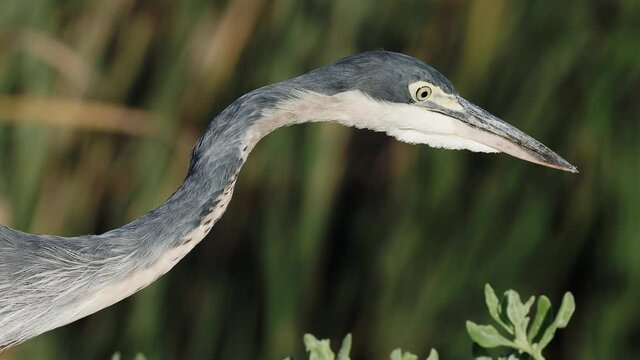 4K Close-up portrait of a Black-headed Heron staring intently as it hunts for food in the False Bay Nature Reserve in Cape Town, South Africa.