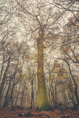 Obraz na płótnie Canvas Autumn tree in the foggy forest