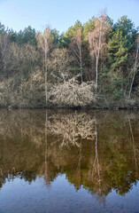 lake in the forest