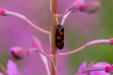 beetle on flower © BUDZiK