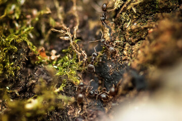 Ants on the bark of trees. Macro photo.