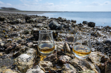 Tasting of single malt or blended Scotch whisky and seabed at low tide with algae, stones and oysters on background, private whisky tours in Scotland, UK