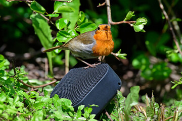 Rotkehlchen sitzt auf einem Mini-Lautsprecher // Robin (Erithacus rubecula)  - obrazy, fototapety, plakaty