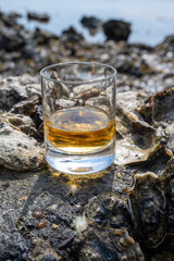 Tasting of single malt or blended Scotch whisky and seabed at low tide with algae, stones and oysters on background, private whisky tours in Scotland, UK