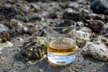 Tasting of single malt or blended Scotch whisky and seabed at low tide with algae, stones and oysters on background, private whisky tours in Scotland, UK