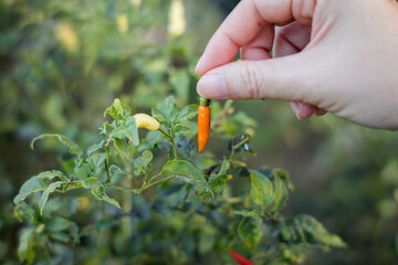 Hand picking fresh red pepper