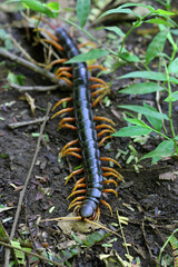 Centipedes or scientific name Myriapoda is a group of venomous animals with flat bodies, segmented like worms, many legs, jointed, dangerous body parts.