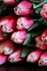 Closeup on pink tulips