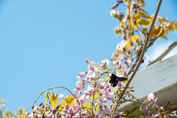 Fototapete bei efototapeten.de bestellen   