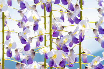 Fototapeta na wymiar wisteria floral pattern