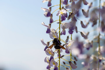 Bumblebee feeding and pollinating wisteria flowers