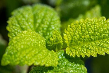 Lemon balm leaf