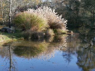 Pampasgras mit Wasserspiegel