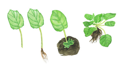 Leaf of african violet with root, small baby and big plant isolated on white background. Watercolor hand drawing illustration. Saintpaulia. Cultivation of home plant