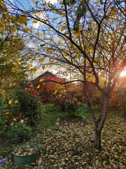 A blooming autumn garden at sunset. A blooming autumn garden at sunset. Harvesting