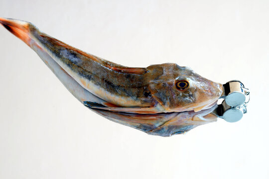 Ritratto di un pesce gallinella di mare con un fischietto in bocca