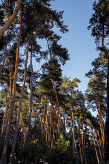 Happy young couple on an evening walk in the forest and by the lake. The bride is wearing a blue wedding dress.
