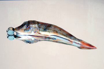 Ritratto di un pesce gallinella di mare con un fischietto in bocca