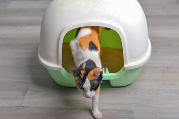 Cat walking out of  cat litter box, sand tray ,toilet for pets.