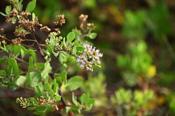 The trees Indian Marsh Fleabane naturally occur next to the pond. There is a scientific name: Pluchea indica (L.) Less is a weed and a herb, it is popular to bring dried leaves to brew tea and drink 
