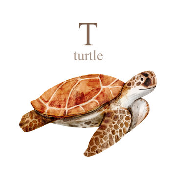 Watercolor illustration of the turtle on white background. Cute animal alphabet series A-Z