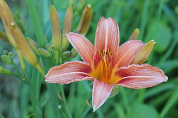 lily in the garden