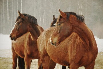 Portrait of three chestnut horses in winter looking in the same direction. Field covered by snow and forest in the background