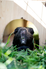Ein schwarzes Meerschweinchen frisst etwas