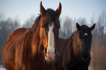 Obraz premium Portrait of two horses in different colors (bay with white blaze in foreground and black with white star in background ) in rays of winter evening sunset. Forest in the background