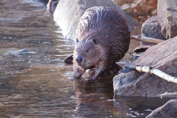 beaver near the water © Sean