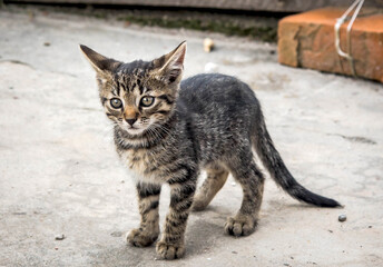 Adorable small gray tabby kitten stands and looks