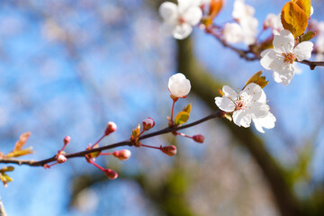 prunier en fleurs 