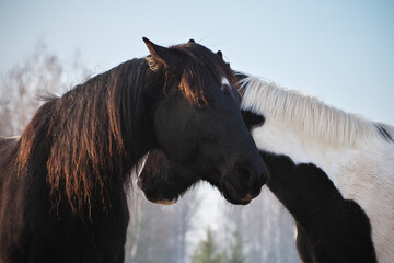 Portrait of  two horses in different colors (black with white star and pinto ) in rays of winter...