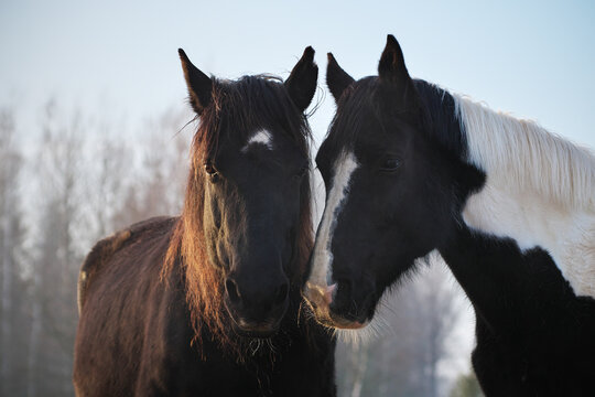 Portrait of  two horses in different colors (black with white star and pinto ) in rays of winter evening sunset. Forest in the background