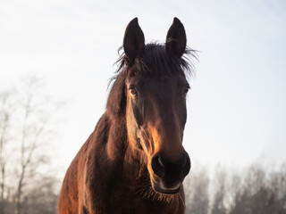 Portrait of beautiful bay horse in rays of winter evening sunset. Forest in the background
