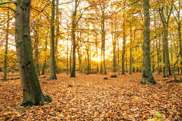 Obraz premium Beautiful sunset scenery of Sherwood forest. Autumn landscape in England 