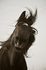Monochrome portrait of black horse with white star shaking mane