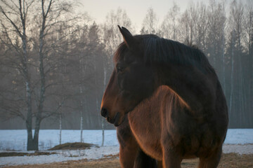Portrait of beautiful bay horse in rays of winter evening sunset. Forest in the background