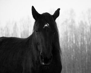 Obraz premium Monochrome image of portrait of beautiful old black horse with white star and long mane. Forest in the background