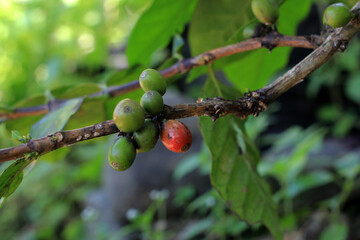 Coffee plants that have begun to bear fruit.