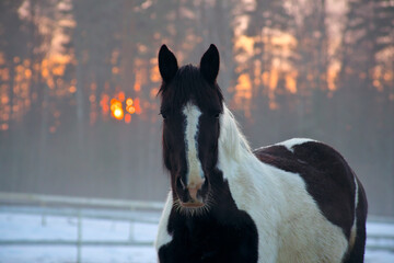 Portrait of beautiful pinto horse in rays of winter evening sunset. Forest in the background