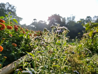 Ageratum conyzoides is native to Tropical America, especially Brazil, and considered an invasive weed in many other regions.