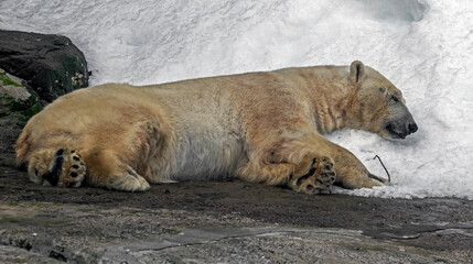 Polar bear sleeping on the pillow of snow. Latin name - Talarctos maritimus