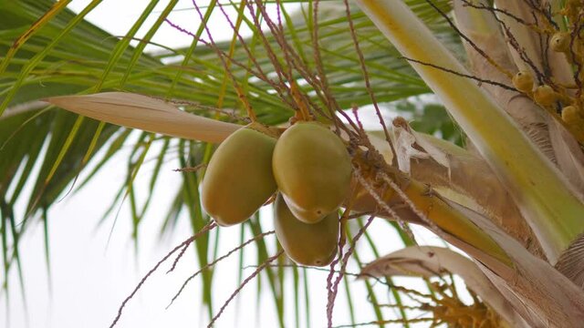 Coconuts growing on the palm tree in 4k slow motion 60fps