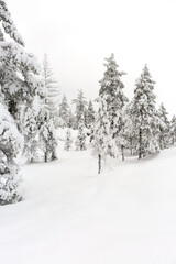 Fototapeta premium snow covered forest