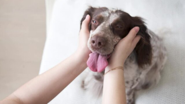 4k. Womans hands hold russian spaniel dogs head different colours eyes. 